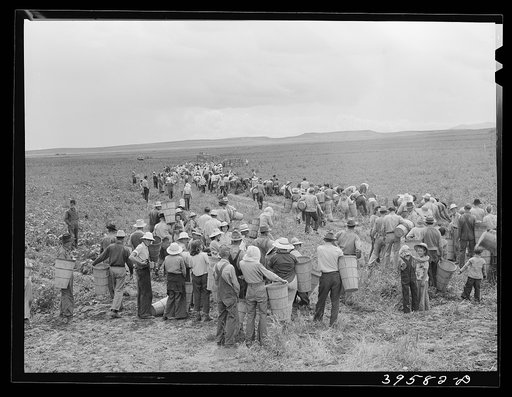 Pea pickers (labor contractor's crew) spreading into the field for work. Canyon County, Idaho