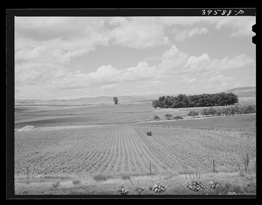 Corn field. Canyon County, Idaho. Idaho is first in acre yield of corn in states west of the Mississippi. Practically all corn grown is used
