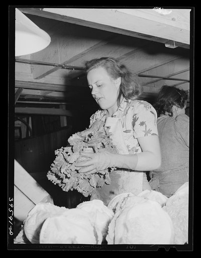 Packing lettuce for shipment. Canyon County, Idaho