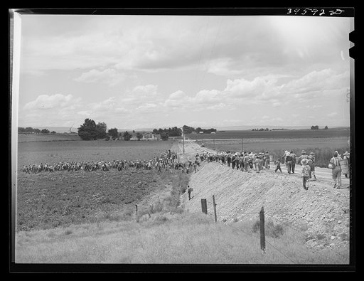 Untitled photo, possibly related to: Pea pickers going into the fields. This is the group which travels with a labor contractor. Canyon County, Idaho