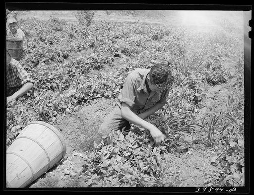 Picking peas. Canyon County, Idaho