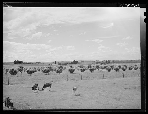 Farm scene. Canyon County, Idaho. Dairying is the principle agricultural pursuit in this county