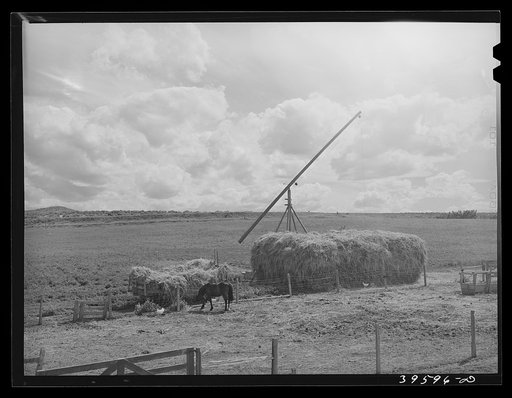Untitled photo, possibly related to: Hay on farm of member of the Dairymen's Cooperative Creamery. Caldwell, Canyon County, Idaho