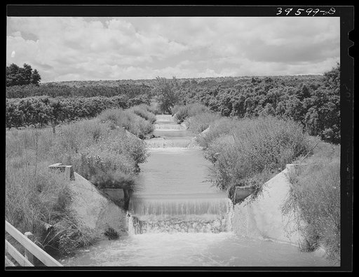 Untitled photo, possibly related to: Lateral irrigation ditch in orchard. Canyon County, Idaho