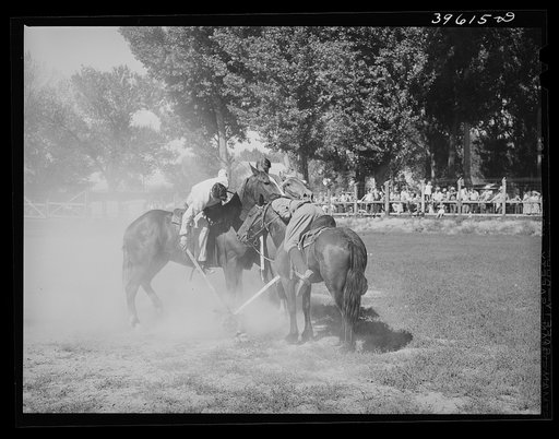 Getting potatoes from bucket in potato race at the Fourth of July celebration. Vale, Oregon
