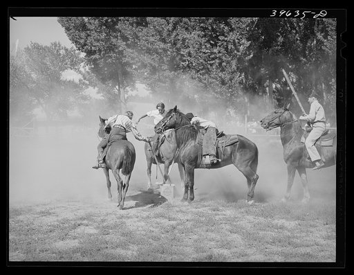 Getting potatoes from bucket in potato race at the Fourth of July celebration. Vale, Oregon