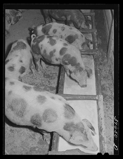 Hogs eating skim milk on farm of member of the Dairymen's Cooperative Creamery. Caldwell, Canyon County, Idaho. This cooperative has approximately 5000 members