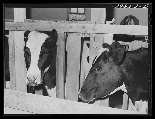 Cows of member of the Dairymen's Cooperative Creamery. Caldwell, Canyon County, Idaho