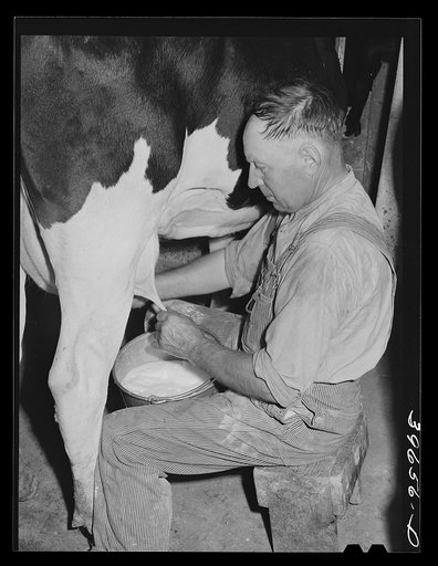 Member of the Dairymen's Cooperative Creamery milking. Caldwell, Canyon County, Idaho. Two million dollars has been paid members of the cooperative over and above daily cash price since 1925