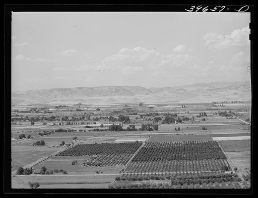 Cherry orchards near Emmett, Gem County, Idaho. About 200 carloads of black bing cherries are shipped from Idaho yearly