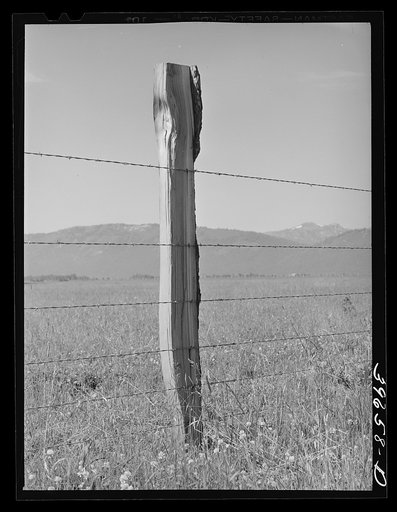 Fence on Cruzen Ranch. Valley County, Idaho. AAA (Agricultural Adjustment Administration) has painted out this fence as being an outstanding type for ranch use. It keeps out predators (wolves, etc.), the wire is stapled loosely to allow for expansion and contraction caused by temperature changes