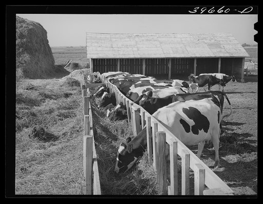 Cows on farm of member of the Dairymen's Cooperative Creamery. Caldwell, Canyon County, Idaho