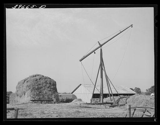 Hay on farm of member of the Dairymen's Cooperative Creamery. Caldwell, Canyon County, Idaho