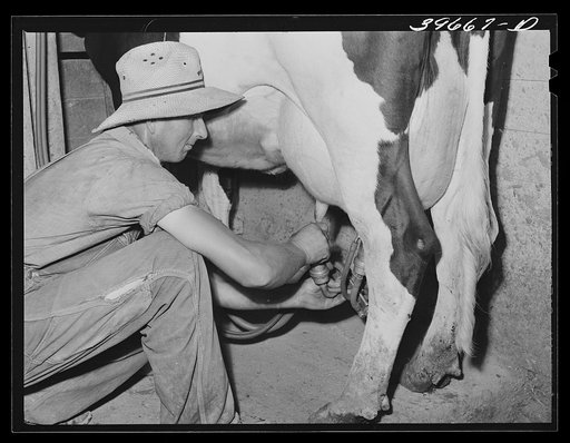 Member of the Dairymen's Cooperative Creamery attaches electric milker to cow's teats. Caldwell, Canyon County, Idaho