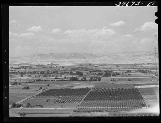 Untitled photo, possibly related to: Cherry orchards near Emmett, Gem County, Idaho. About 200 carloads of black bing cherries are shipped from Idaho yearly