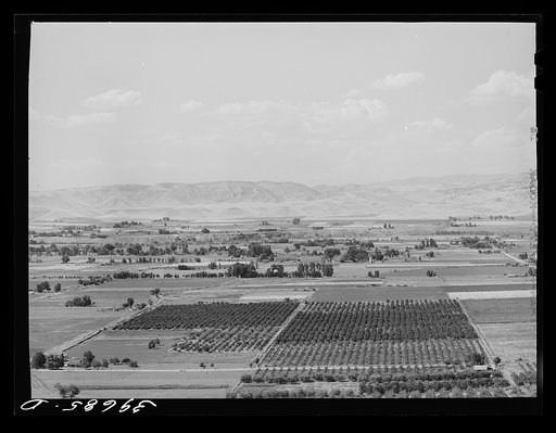 Untitled photo, possibly related to: Cherry orchards near Emmett, Gem County, Idaho. About 200 carloads of black bing cherries are shipped from Idaho yearly