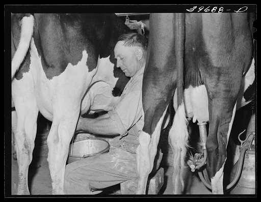 Member of the Dairymen's Cooperative Creamery stripping cow. Notice that the electric milker is attached to the cow's teats at right. Caldwell Canyon County, Idaho