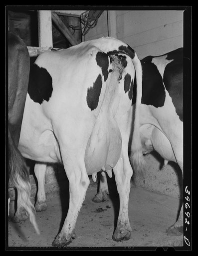 Cows of member of the Dairymen's Cooperative Creamery. Caldwell, Canyon County, Idaho
