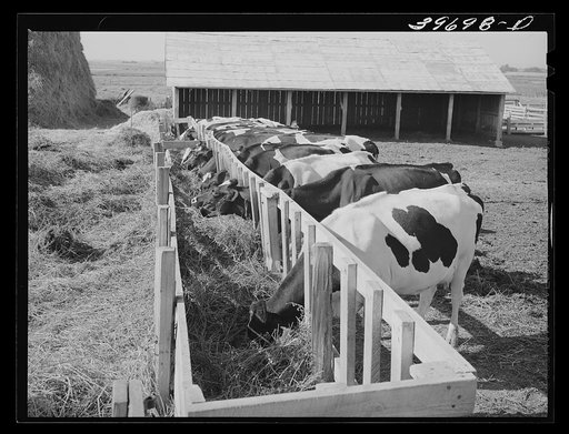 Untitled photo, possibly related to: Cows on farm of member of the Dairymen's Cooperative Creamery. Caldwell, Canyon County, Idaho