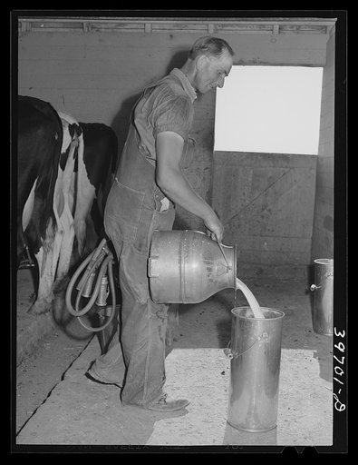 Member of the Dairymen's Cooperative Creamery pours up fresh milk. Notice the electric milking apparatus in his left hand. Caldwell, Canyon County, Idaho