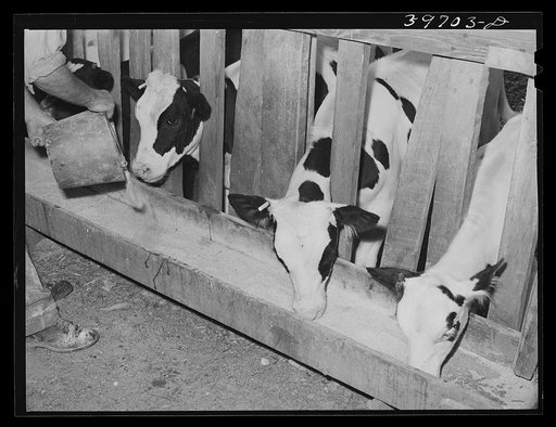 Calves at the feed trough on farm of member of the Dairymen's Cooperative Creamery. Caldwell, Canyon County, Idaho