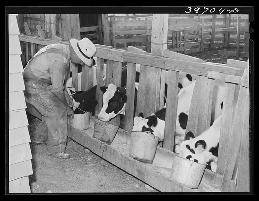 Calves at the feed trough on farm of member of the Dairymen's Cooperative Creamery. Caldwell, Canyon County, Idaho