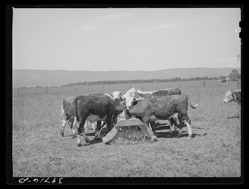 Yearling steer eating salt on Cruzen Ranch. Valley County, Idaho. Notice small amount of damage done to grass around salt trough. More about this trough in other captions