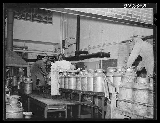 Unloading cans of milk and cream from truck to belt conveyer at Dariymen's Cooperative Creamery. Caldwell, Canyon County, Idaho