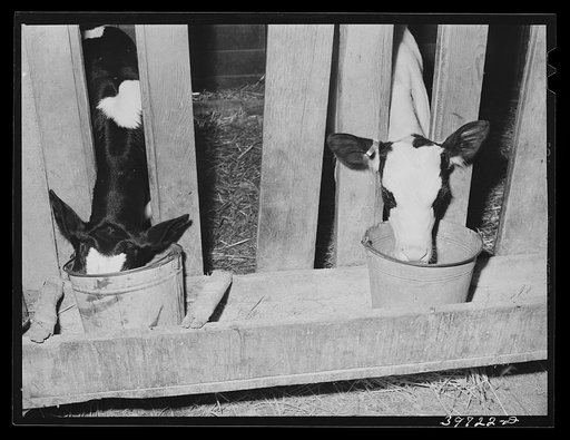 Calves at the feed trough. Canyon, Idaho