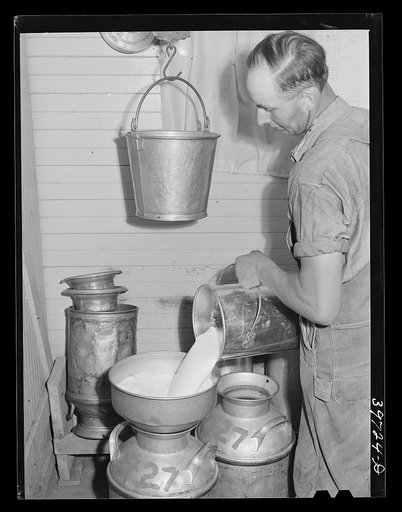 Pouring milk into cans. Farm of member of the Dairymen's Cooperative Creamery. Caldwell, Canyon County, Idaho