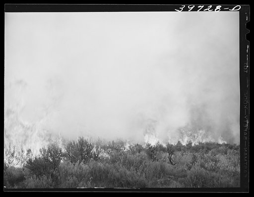 Detail of grass fire. Boise County, Idaho