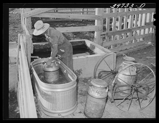 Member of the Dairymen's Cooperative Creamery, cooling fresh milk in water trough on his farm. Caldwell, Canyon County, Idaho