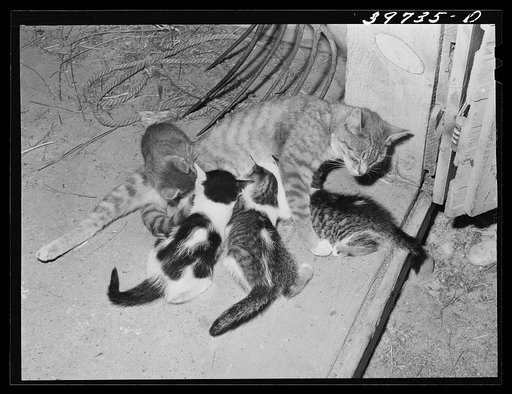 Cat and her kittens. Canyon County, Idaho