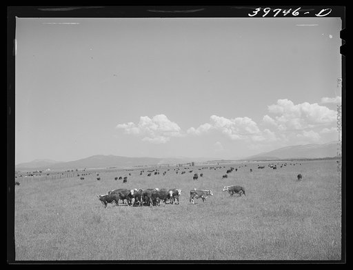 Steers. Cruzen Ranch, Valley County, Idaho. Mr. Cruzen buys in the early spring, feeds grass during summer, and sells off every steer on place in the fall