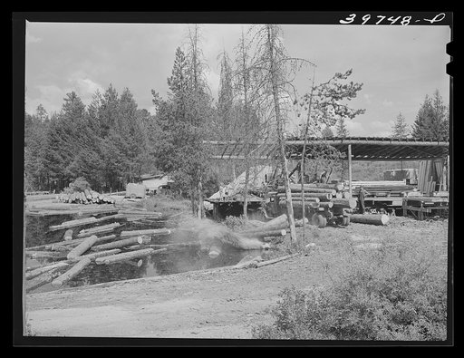 Unloading logs from trucks into pond. Cascade, Idaho
