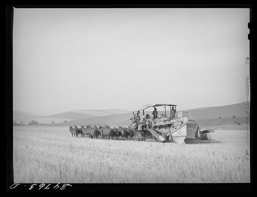 Combining wheat with twenty mule team. Walla Walla County, Washington. There are very few of these mule teams still used, tractors having displaced them