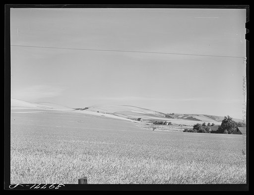 Farmstead and wheat land. Walla Walla County, Washington