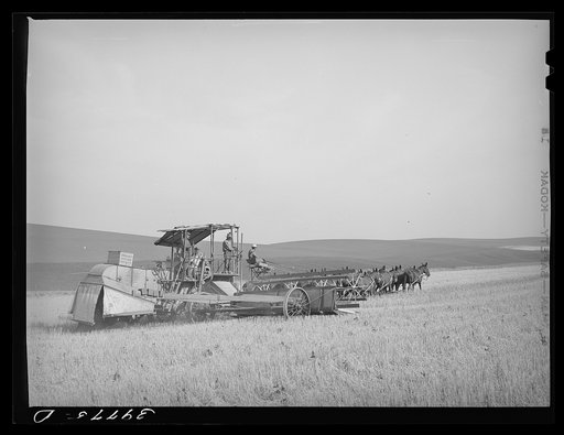 Wheat combine drawn by twenty mule team. Walla Walla, Washington. Five men, including the mule skinner, worked on the combine. The wheat was sacked