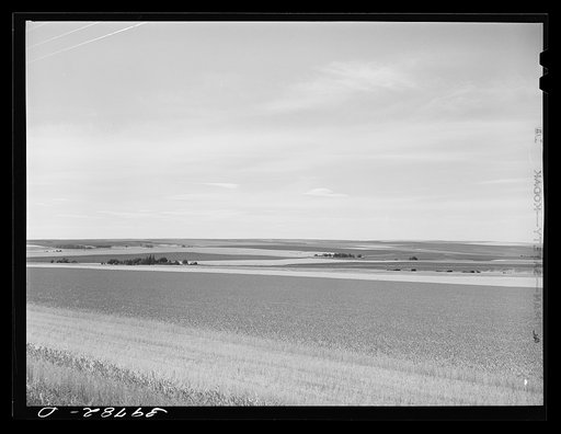 Wheat fields on Eureka Flats. Walla Walla County, Washington. Average yield here was thirty-three bushels of wheat per acre this year. Usual annual yield of wheat for Walla Walla County is 5,000,000 bushels. This year (1941) the yield was going to be 5,500,000 bushels