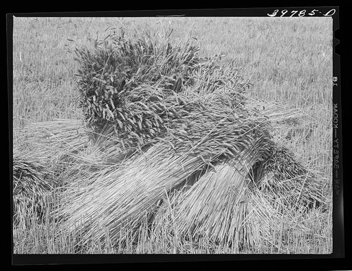 Wheat in the shock. Garfield County, Washington. It is unusual to see wheat in shock anymore since the combines are most generally used. This particular wheat was to be used for cattle feed