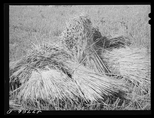 Wheat in the shock. Garfield County, Washington. It is unusual to see wheat in shock anymore since the combines are most generally used. This particular wheat was to be used for cattle feed