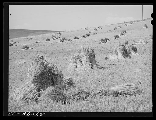 Wheat in the shock. Garfield County, Washington. Too much rain had caused this wheat to have very heavy straw and light head, so the farmer had cut and shocked it for use as feed