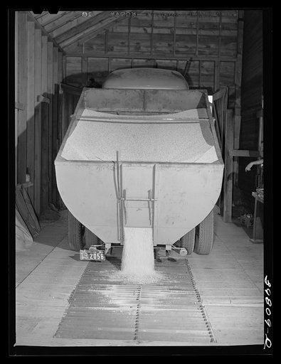 Truckload of bulk wheat being dumped into elevator bin. Eureka, Walla Walla County, Washington