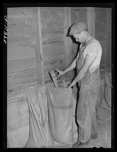 Elevator attendant putting sample of wheat into sacks. Elevator at Eureka, Walla Walla County, Washington