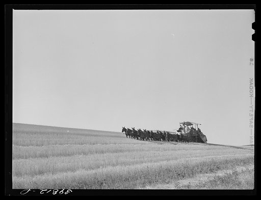 Walla Walla County, Washington. Twenty-mule drawn combine in the wheat fields