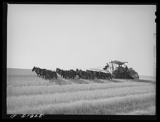 Twenty-mule drawn combine in the wheat fields of Walla Walla County, Washington