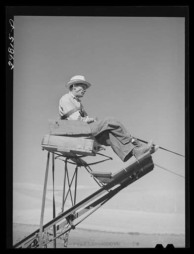 Mule skinner who drives the twenty-mule team used to pull wheat combine. Walla Walla, Washington
