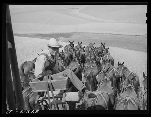 The mule skinner and his team. Combine in Walla Walla County, Washington