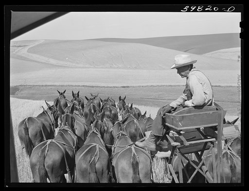 Untitled photo, possibly related to: The mule skinner and his team. Combine in Walla Walla County, Washington