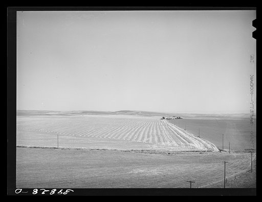 Wheat field after the combine has been through. Eureka Flats, Walla Walla County, Washington. Average yield on this land this year thirty-three bushels per acre